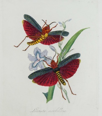 3121
<br/>
Natural history of the Insects of China, containing upwards of two hundred and twenty figures and descriptions. A new edition by J.O. Westwood.
<br/>
<em></em>