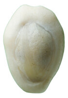 TMNK 12826
<br/>
Kaurischelp afkomstig uit het in 1738 vergane VOC-schip Reigersbroek
<br/>
<em></em>